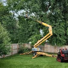 Trusted Village Shires, PA  Tree Services Experts