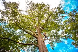 Best Tree Preservation Services  in Village Shires, PA