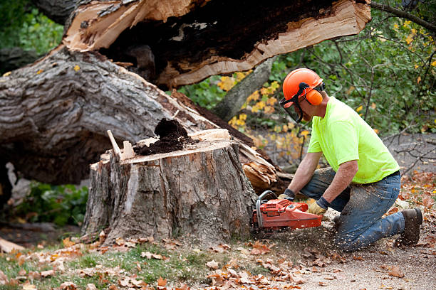 Best Seasonal Cleanup (Spring/Fall)  in Village Shires, PA