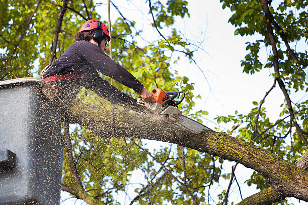 Best Tree Cabling and Bracing  in Village Shires, PA